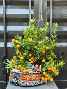 Stunning Artistic Miniature Kumquat Bonsai Trees for Lunar New Year 2026: Luxury Home Decor and Traditional Symbols of Prosperity and Good Fortune-6