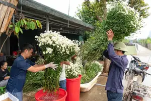 Hanoi Daisy Fields Bloom: A Farmer's Smile Amidst Pure White Autumn Splendor-7