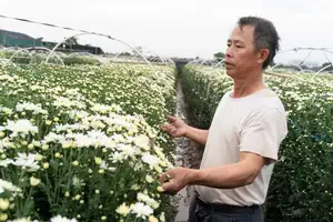 Hanoi Daisy Fields Bloom: A Farmer's Smile Amidst Pure White Autumn Splendor-0
