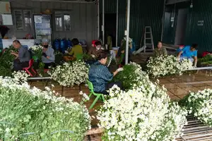 Hanoi Daisy Fields Bloom: A Farmer's Smile Amidst Pure White Autumn Splendor-5