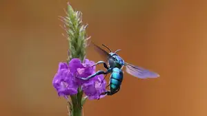 Orchid Bee: Dazzling Metallic Beauty, The Enchanting "Queen" of the Insect World-0