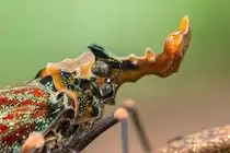 Close-up of Porcupinefish: Master of Defense with Sharp Spines, a Predator's Unforgettable Bite in the Deep Sea-9