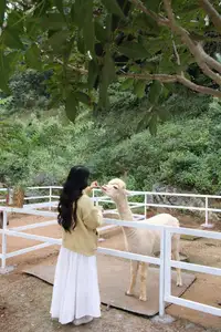 Moc Chau New Year Escape: Find Serenity in Pine Forests, a Relaxing Check-in Spot for Photo Lovers.-8