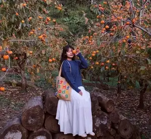 Moc Chau New Year Escape: Find Serenity in Pine Forests, a Relaxing Check-in Spot for Photo Lovers.-7