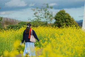 Stunning Yellow Mustard Flower Fields in Da Lat: A Breathtaking Spring Travel Destination in Vietnam's Picturesque Highlands-7