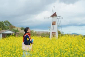 Stunning Yellow Mustard Flower Fields in Da Lat: A Breathtaking Spring Travel Destination in Vietnam's Picturesque Highlands-5