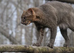 Discover the mysterious Jaguarundi, the unique otter-like wild cat of the Americas-6