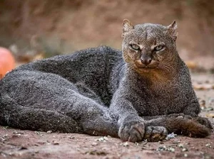 Discover the mysterious Jaguarundi, the unique otter-like wild cat of the Americas-1