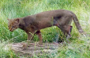 Discover the mysterious Jaguarundi, the unique otter-like wild cat of the Americas-7