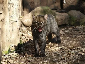 Discover the mysterious Jaguarundi, the unique otter-like wild cat of the Americas-0