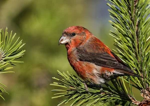 Discover the extraordinary beauty of Vietnam's unique Crossbill bird-8