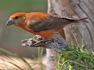Discover the extraordinary beauty of Vietnam's unique Crossbill bird-2