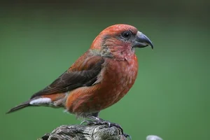 Discover the extraordinary beauty of Vietnam's unique Crossbill bird-3