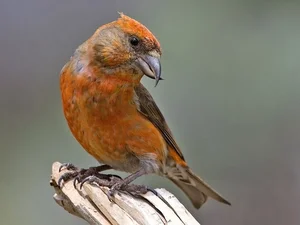 Discover the extraordinary beauty of Vietnam's unique Crossbill bird-7
