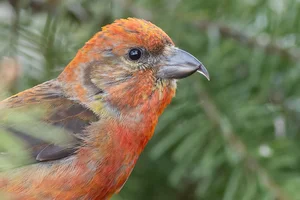 Discover the extraordinary beauty of Vietnam's unique Crossbill bird-5