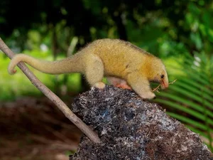 The Golden Mystery: Discovering the World’s Smallest and Most Enchanting Silky Anteater-6