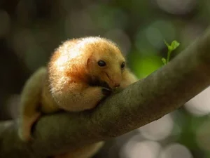 The Golden Mystery: Discovering the World’s Smallest and Most Enchanting Silky Anteater-7