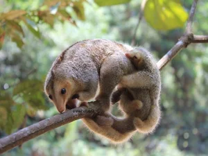 The Golden Mystery: Discovering the World’s Smallest and Most Enchanting Silky Anteater-2