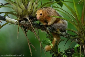 The Golden Mystery: Discovering the World’s Smallest and Most Enchanting Silky Anteater-3