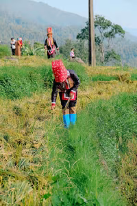 Discover Binh Lieu Stunning Reed Grass Fields Majestic Vietnam Nature View-8