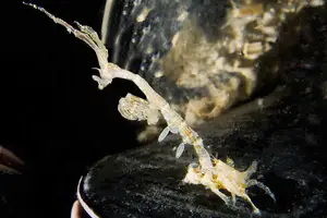 Skeleton Shrimp: Master of Marine Camouflage with a Unique Living Skeleton Form-6
