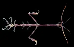 Skeleton Shrimp: Master of Marine Camouflage with a Unique Living Skeleton Form-0