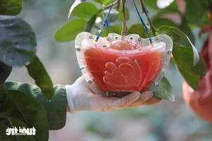 Vibrant Red Pomelo Harvest: A Symbol of Luck for Lunar New Year-10