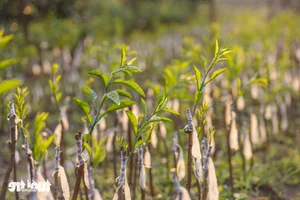 Vibrant Red Pomelo Harvest: A Symbol of Luck for Lunar New Year-1