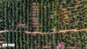 Vibrant Red Pomelo Harvest: A Symbol of Luck for Lunar New Year-7