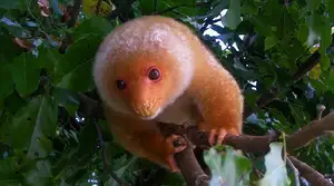 Uncover the Fascinating Truth About Oceania's Unique Cuscus-0
