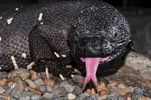 Unveiling the Fearsome Venom of Central America's Most Unique Mexican Beaded Lizard-4