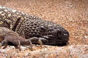 Unveiling the Fearsome Venom of Central America's Most Unique Mexican Beaded Lizard-6