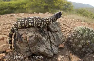 Unveiling the Fearsome Venom of Central America's Most Unique Mexican Beaded Lizard-8