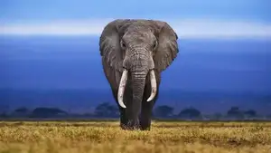 Animal's Acute Senses: Can These Adorable Dogs Predict Natural Disasters?-7