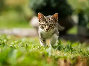 Animal's Acute Senses: Can These Adorable Dogs Predict Natural Disasters?-1