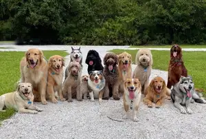 Animal's Acute Senses: Can These Adorable Dogs Predict Natural Disasters?-0