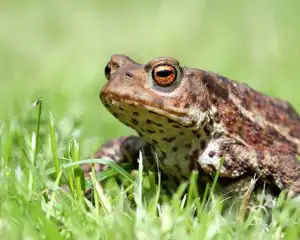 Animal's Acute Senses: Can These Adorable Dogs Predict Natural Disasters?-5