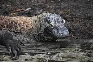 Komodo Dragon: Legendary Beast of Indonesia's Wallacea Island - Ancient Power-1