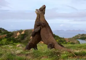 Komodo Dragon: Legendary Beast of Indonesia's Wallacea Island - Ancient Power-8