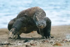 Komodo Dragon: Legendary Beast of Indonesia's Wallacea Island - Ancient Power-2