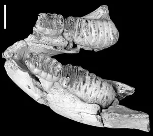 Komodo Dragon: Legendary Beast of Indonesia's Wallacea Island - Ancient Power-6