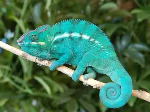 Unraveling the Chameleon: Africa's Master of Camouflage and Bizarre Reptile-7