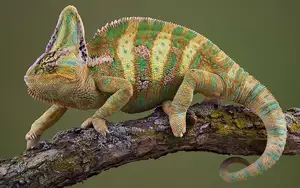 Unraveling the Chameleon: Africa's Master of Camouflage and Bizarre Reptile-0