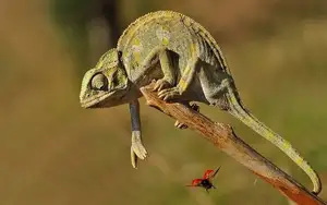 Unraveling the Chameleon: Africa's Master of Camouflage and Bizarre Reptile-1