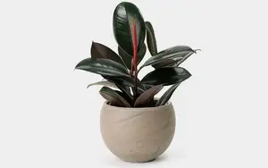 Discover the Goldfish Plant – A luxurious and unique ornamental gem bringing luck and prosperity to your home.-3