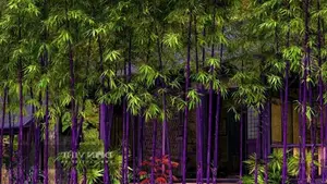 Discover the Goldfish Plant – A luxurious and unique ornamental gem bringing luck and prosperity to your home.-1