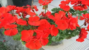 Discover the Goldfish Plant – A luxurious and unique ornamental gem bringing luck and prosperity to your home.-4