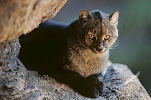 Jaguarundi Herpailurus yagouaroundi: Unique Wild Cat of the Americas Needing Protection-6