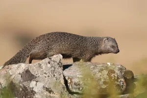 The Incredible Mongoose: Exploring the Fearless Fighting Skills and Unique Survival Instincts of the Herpestidae Family-1