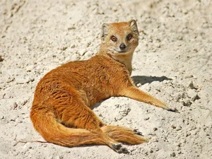 The Incredible Mongoose: Exploring the Fearless Fighting Skills and Unique Survival Instincts of the Herpestidae Family-0